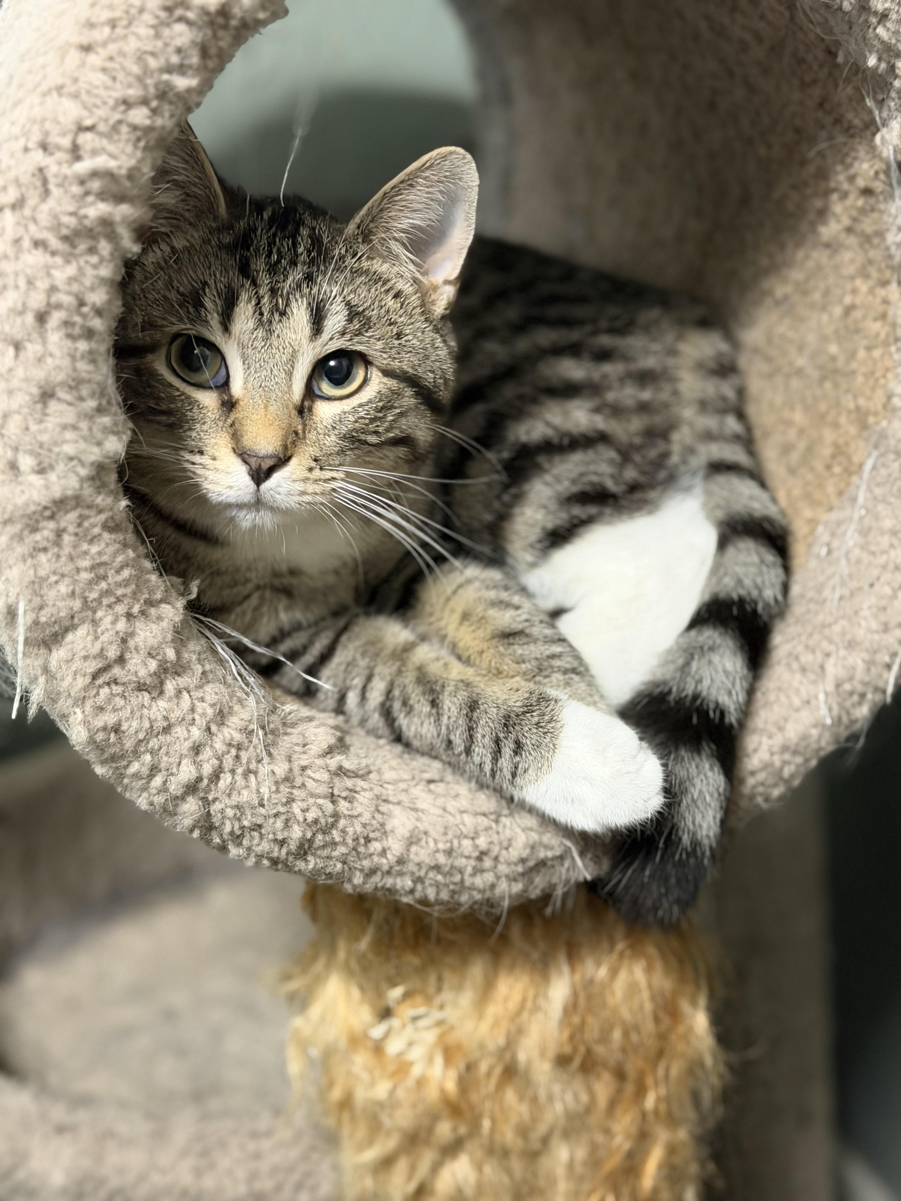 Enlarge Keaton, an adopted Domestic Short Hair in Decatur, IL image 5/5