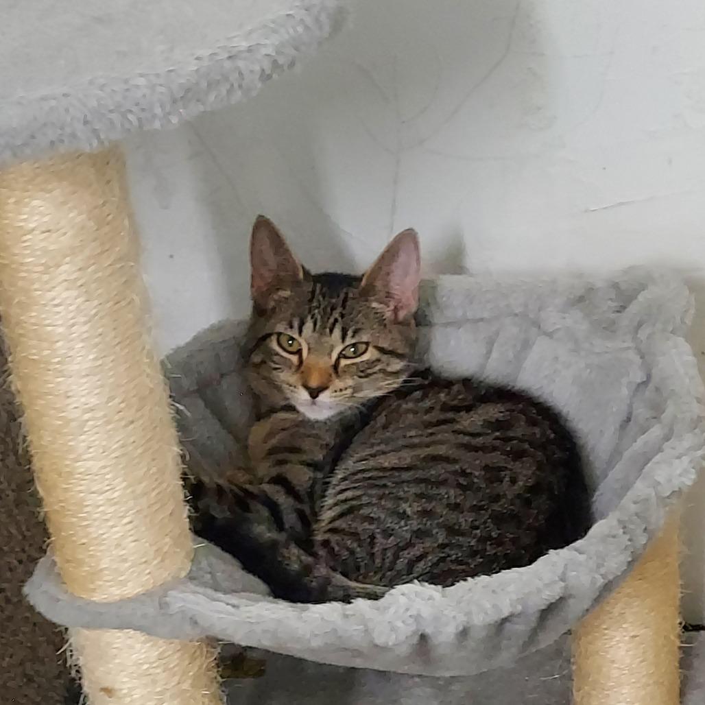 Carol, Adoptable, Kitten Female Domestic Short Hair.