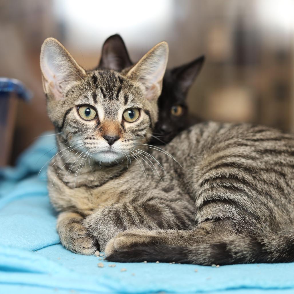 Enlarge Carol, a Adoptable Domestic Short Hair in Reisterstown, MD image 2/2