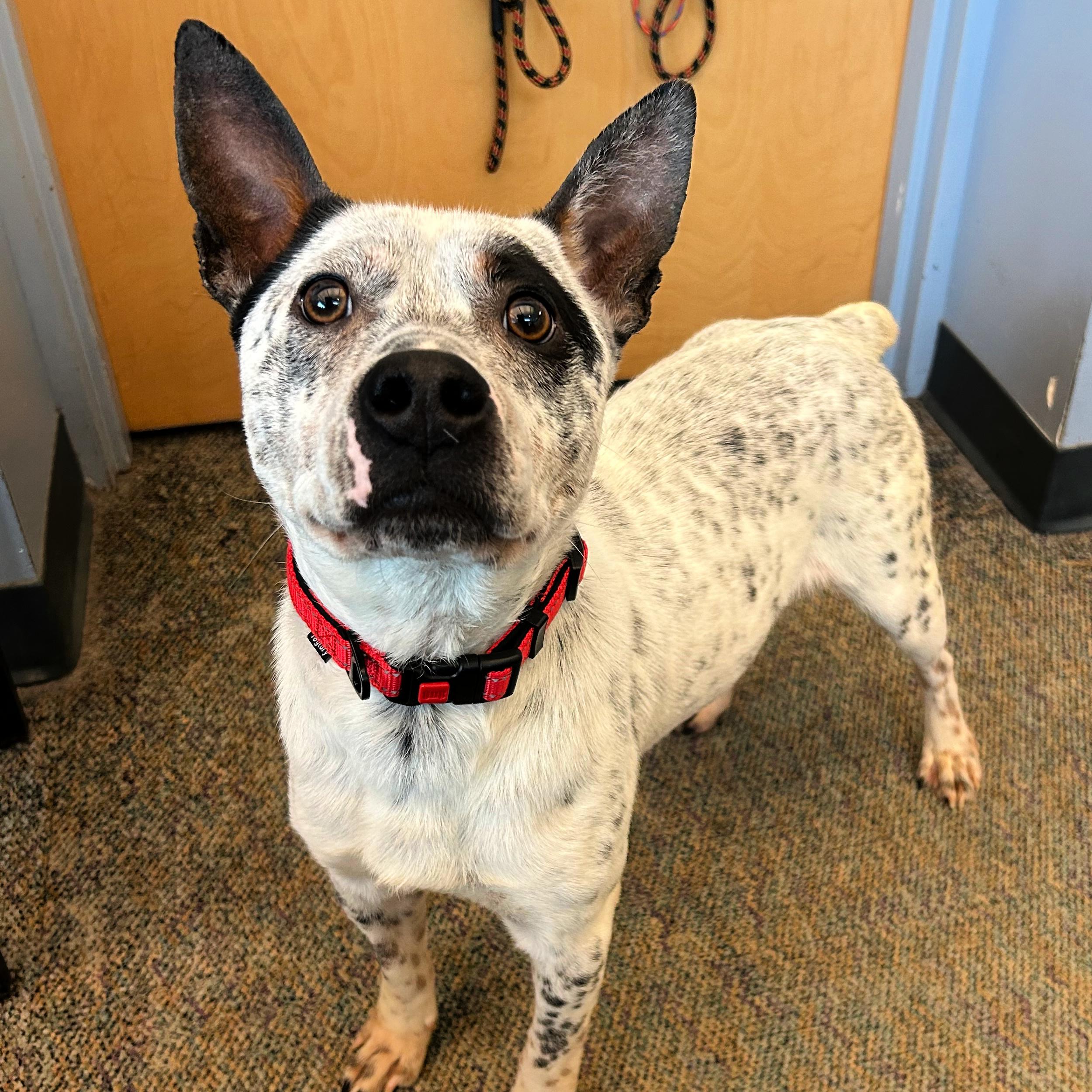 Milo, adopted, Adult Male Australian Cattle Dog / Blue Heeler.