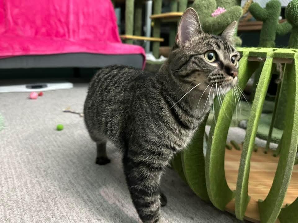 Betty *Affectionate Attention Seeker*