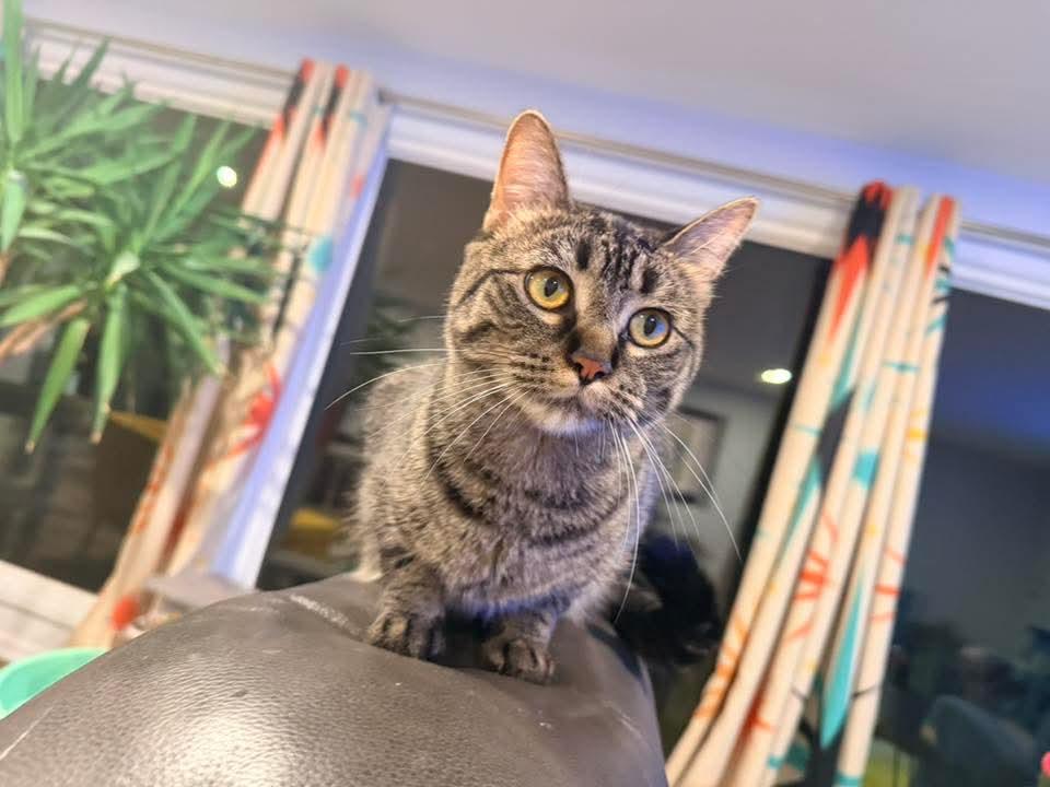 Betty *Affectionate Attention Seeker*