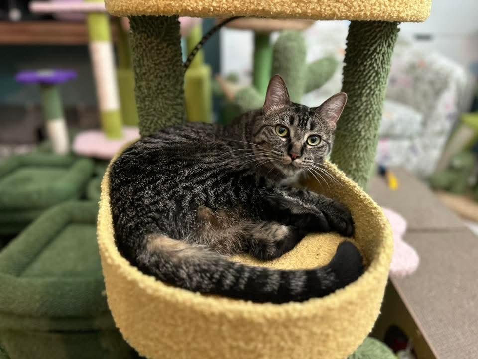 Betty *Affectionate Attention Seeker*