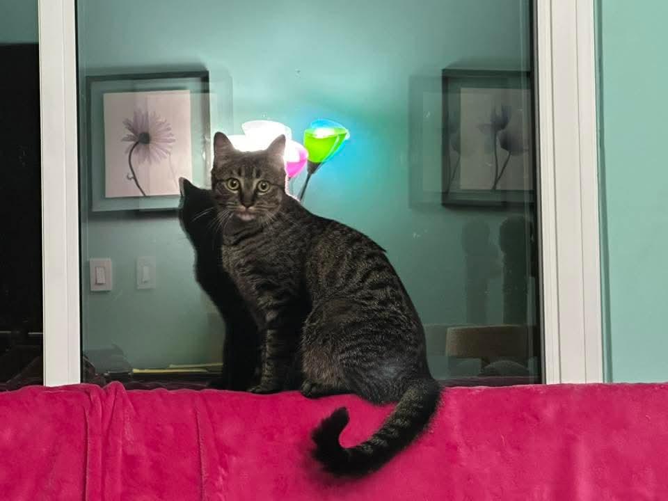 Betty *Affectionate Attention Seeker*