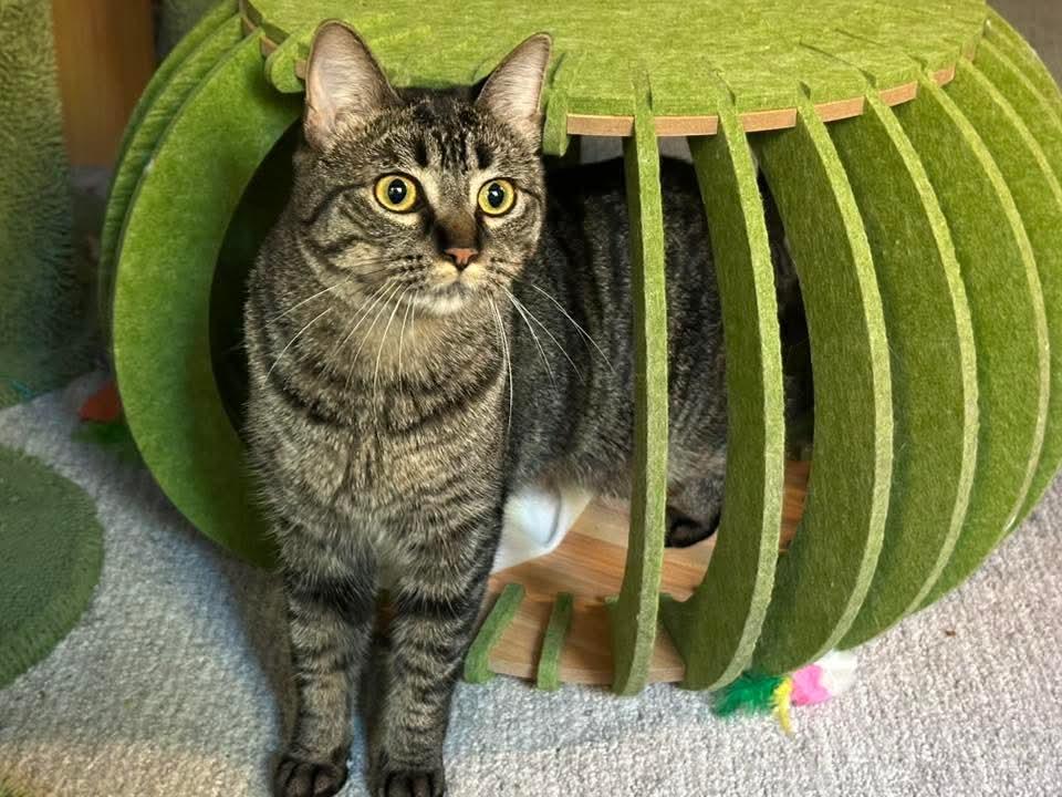 Betty *Affectionate Attention Seeker*