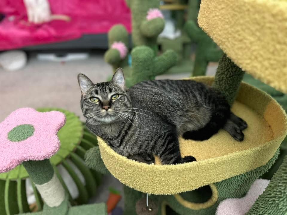 Betty *Affectionate Attention Seeker*