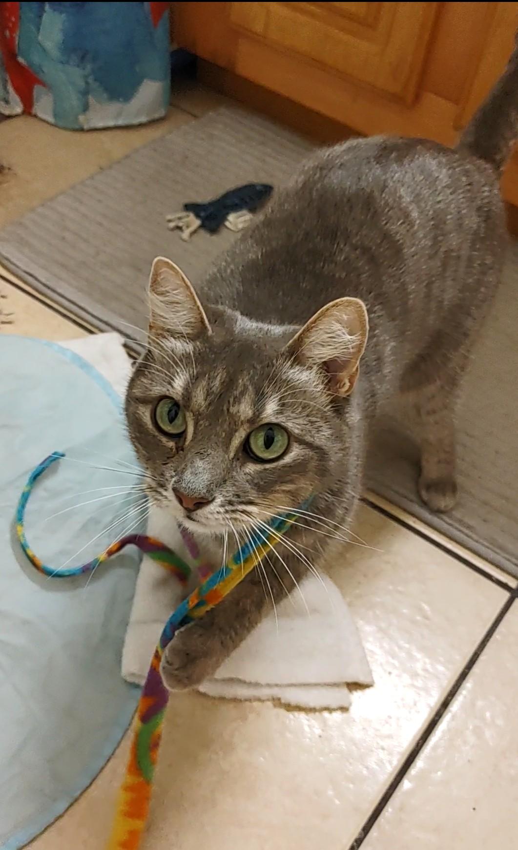 Enlarge Rigby, a ADOPTABLE Domestic Short Hair in Denver, CO image 1/3