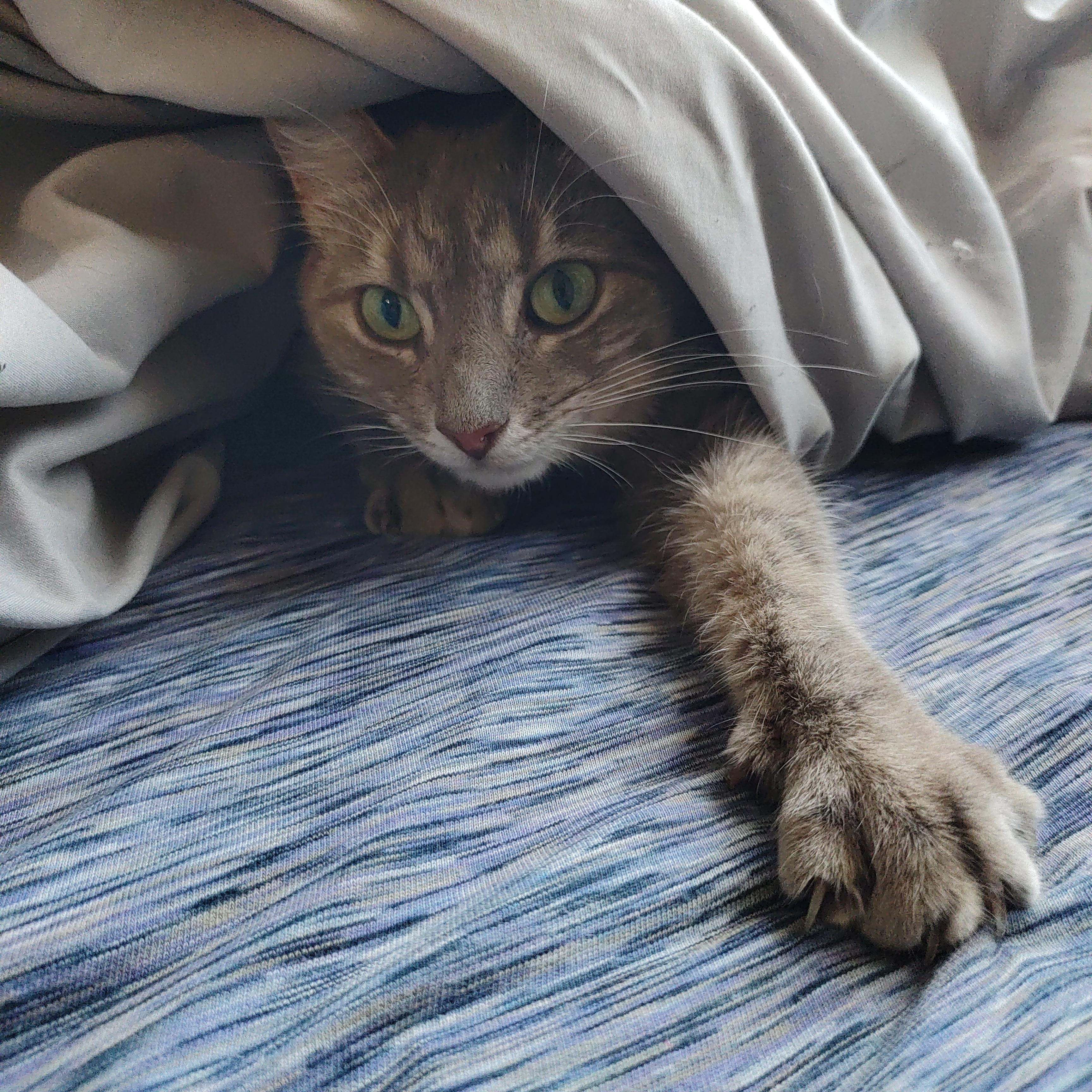 Enlarge Rigby, a ADOPTABLE Domestic Short Hair in Denver, CO image 2/3