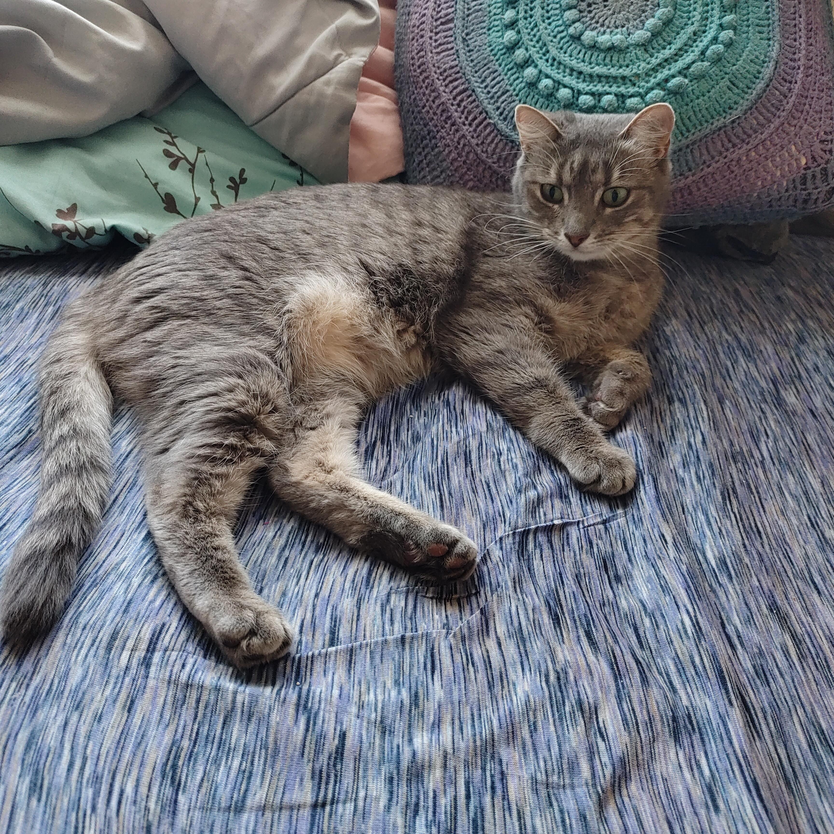 Enlarge Rigby, a ADOPTABLE Domestic Short Hair in Denver, CO image 3/3