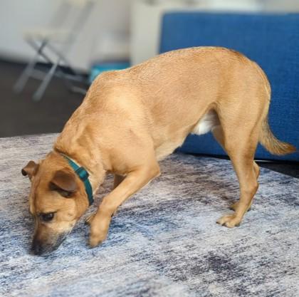 Rocky, Adoptable, Young Male Shepherd & Cattle Dog.