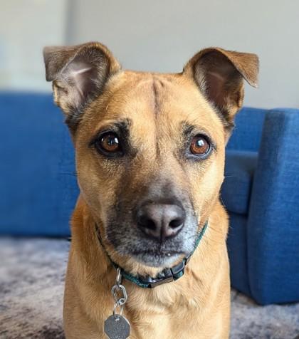 Enlarge Rocky, a Adoptable mixed breed in Portola, CA image 3/3
