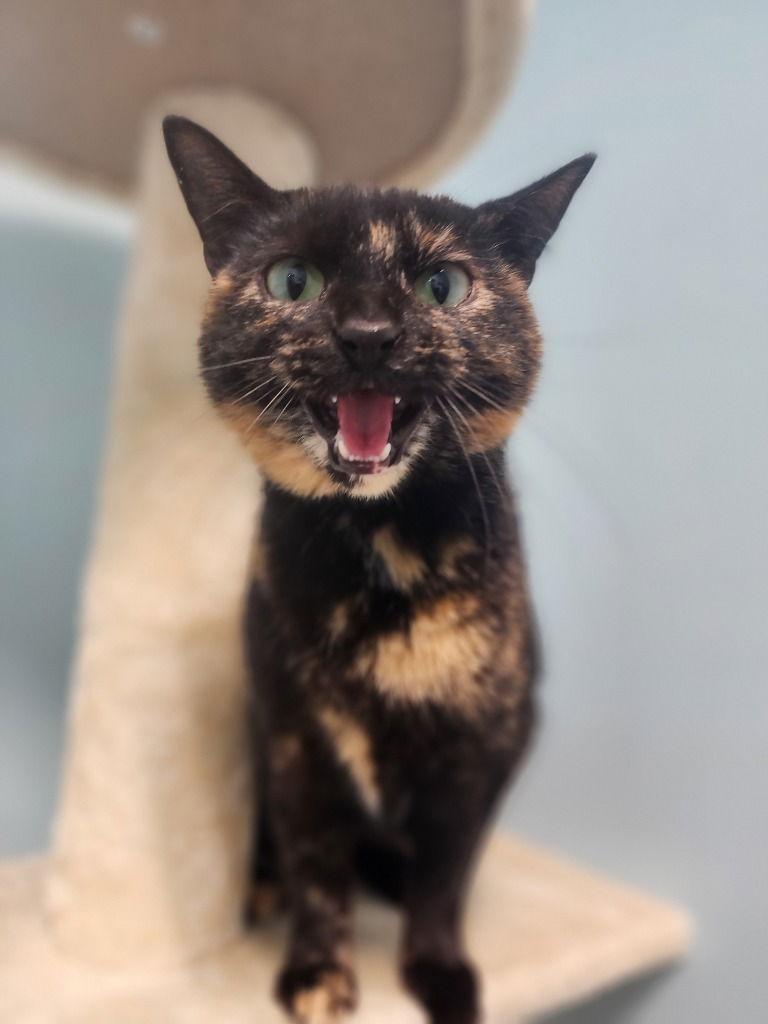 Savannah, Adoptable, Young Female Domestic Short Hair.