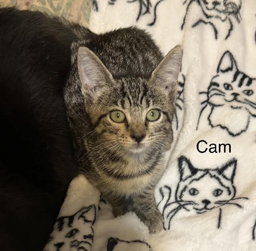 Enlarge Cam, a Adoptable Domestic Short Hair in Safety Harbor, FL image 1/1
