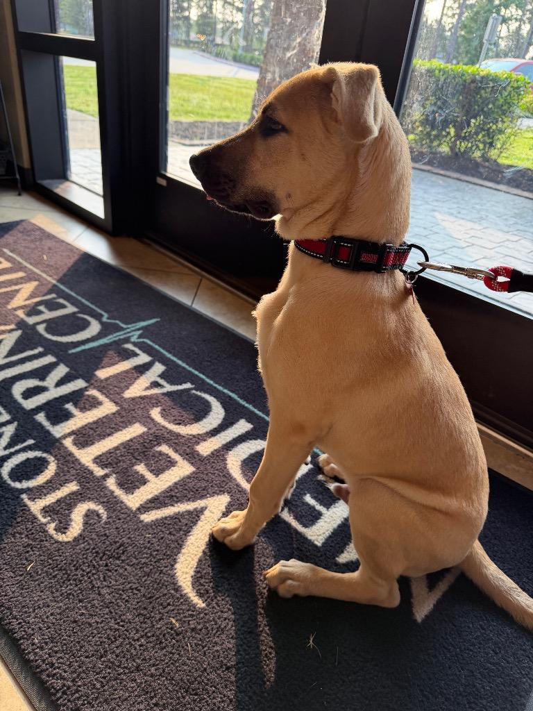 Enlarge Gavin, a Adoptable mixed breed in CONROE, TX image 3/6
