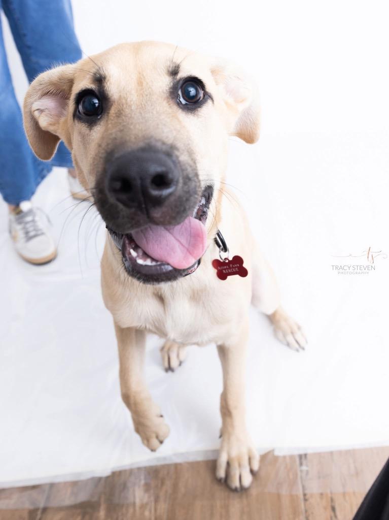 Enlarge Gavin, a Adoptable mixed breed in CONROE, TX image 2/6