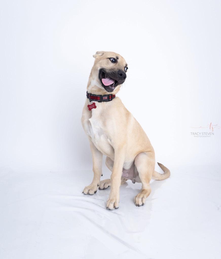 Enlarge Gavin, a Adoptable mixed breed in CONROE, TX image 4/6