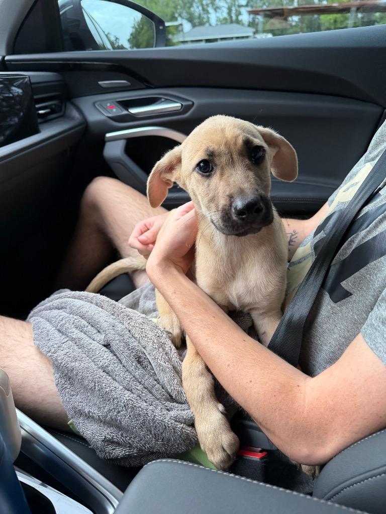 Enlarge Gavin, a Adoptable mixed breed in CONROE, TX image 5/6