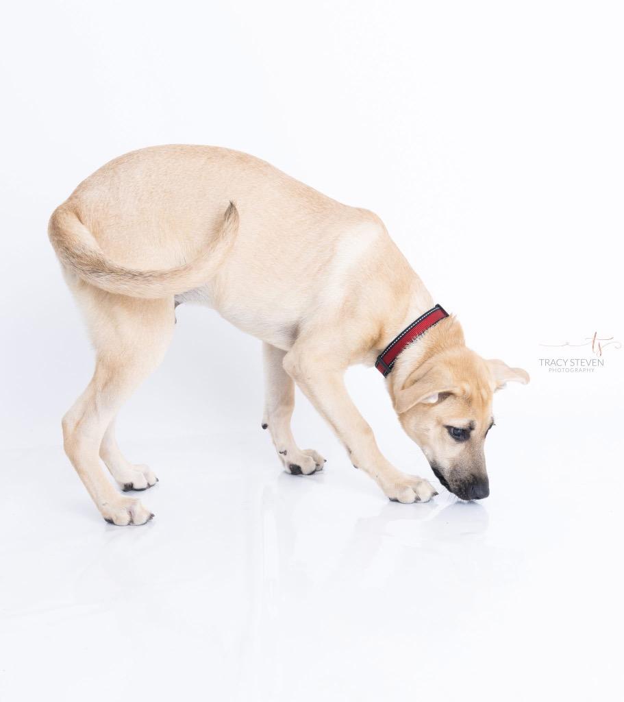 Enlarge Gavin, a Adoptable mixed breed in CONROE, TX image 6/6
