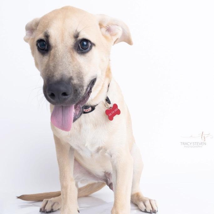 Gavin, Adoptable, Puppy Male Labrador Retriever & Mixed Breed.