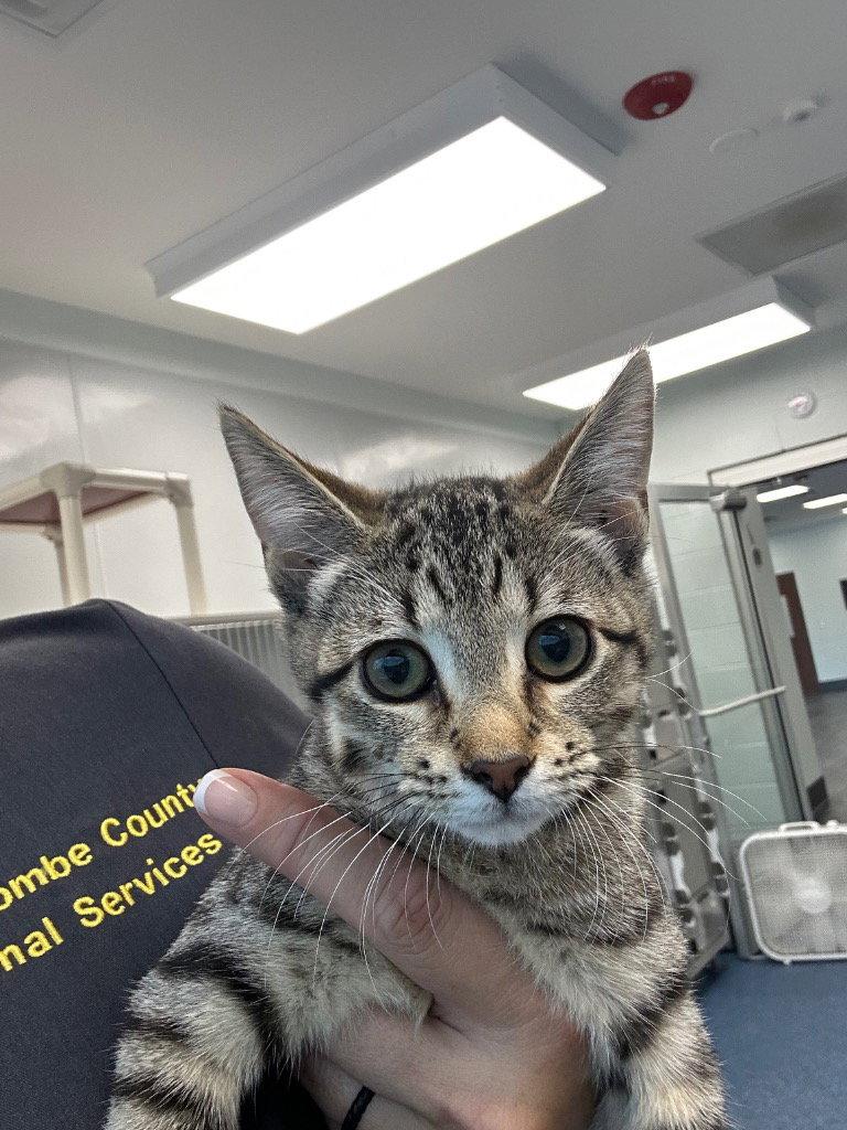 Enlarge 26-346 Lizzie, a Adoptable Domestic Short Hair in Tarboro, NC image 1/1