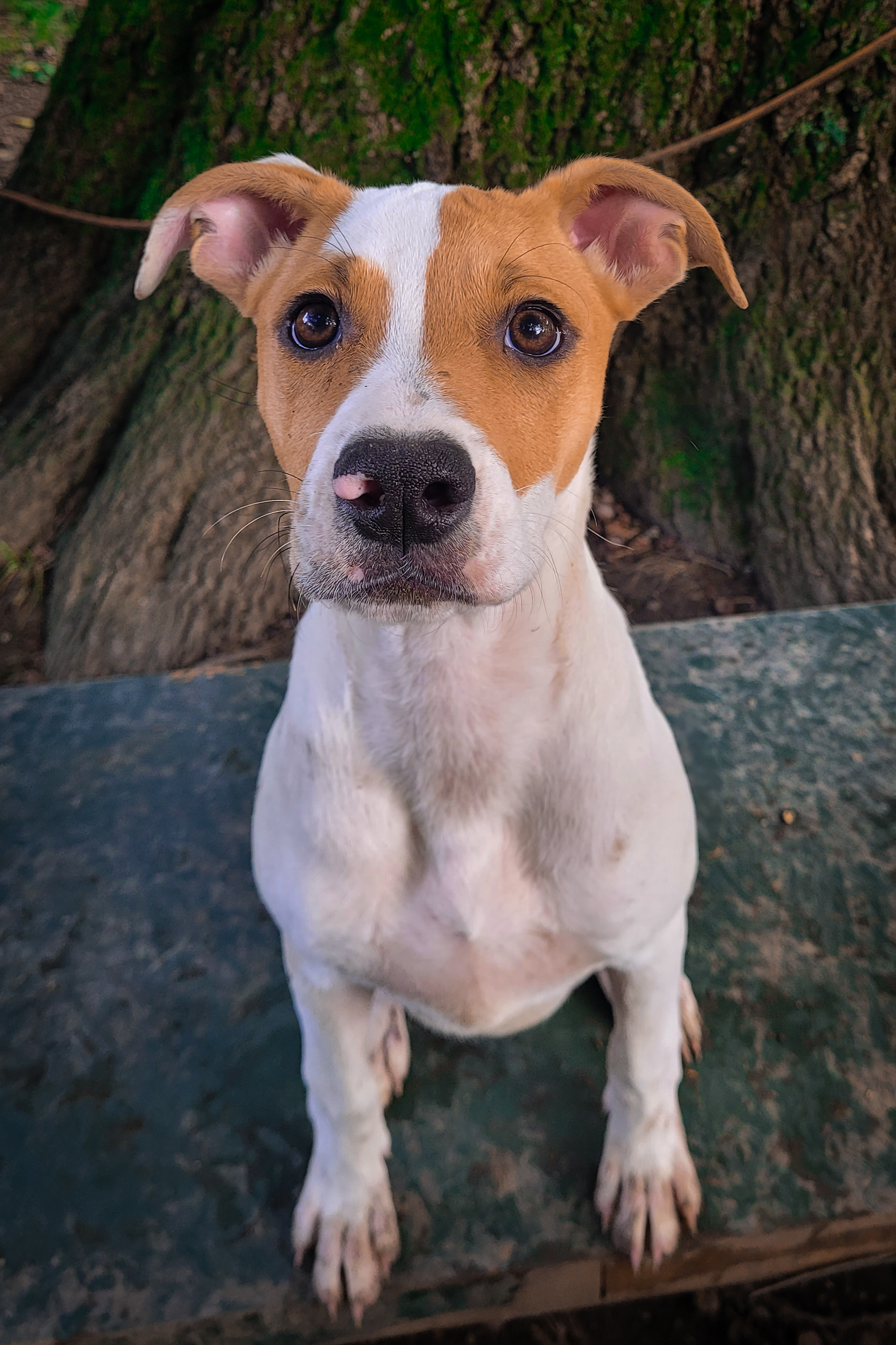 Maggie, an adoptable Feist in Salamanca, NY, 14779 | Photo Image 5