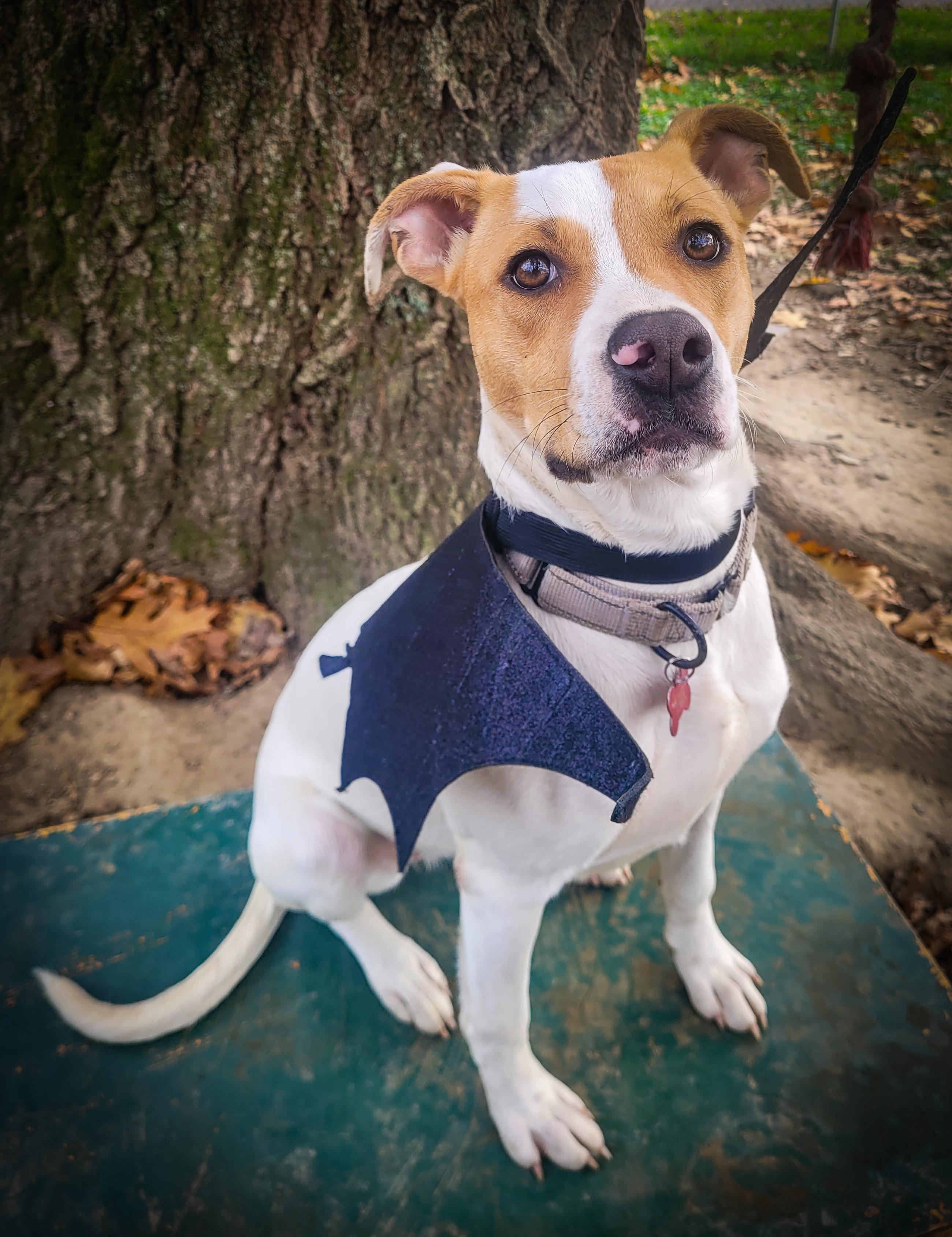 Maggie, an adoptable Feist in Salamanca, NY, 14779 | Photo Image 4