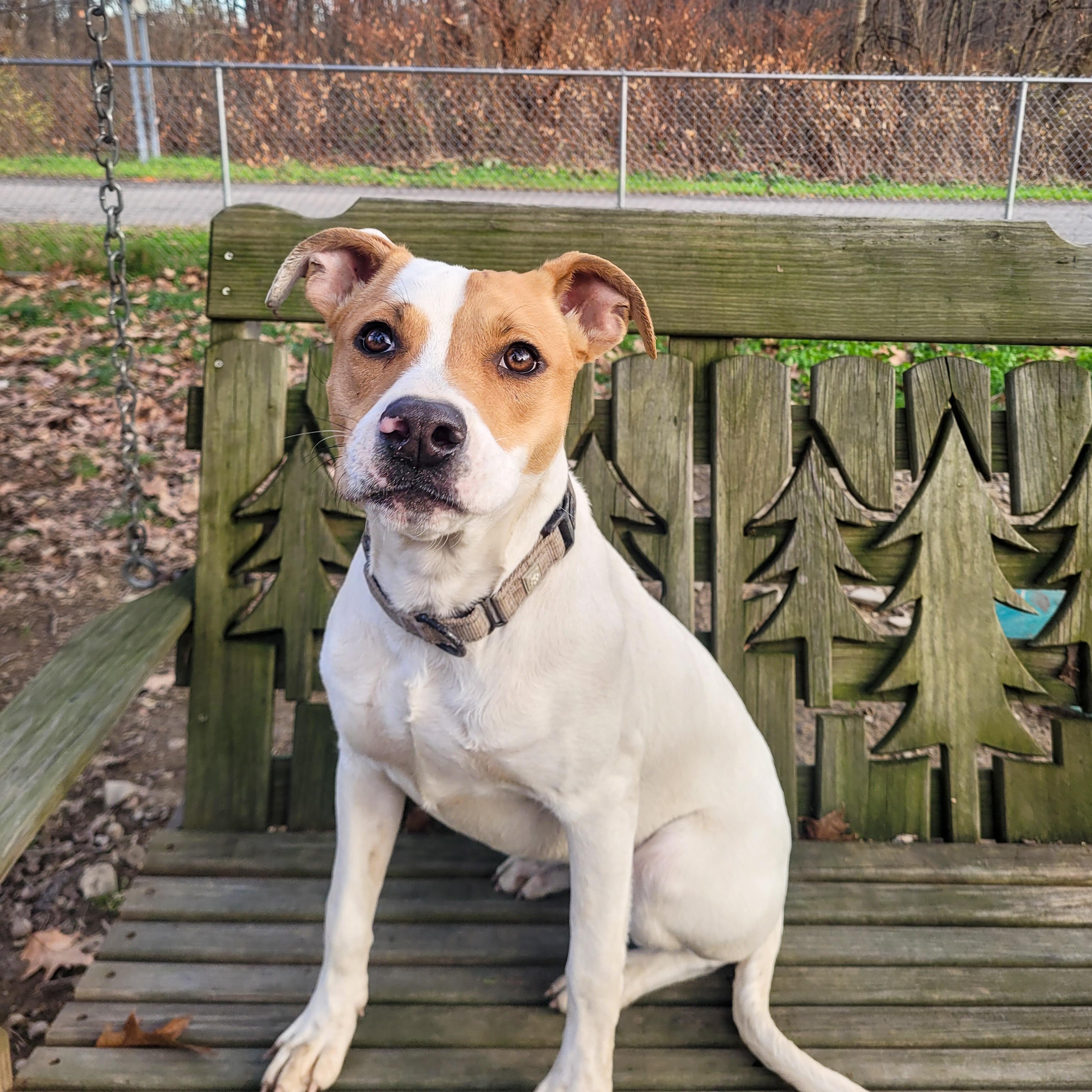 Maggie, an adoptable Feist in Salamanca, NY, 14779 | Photo Image 3