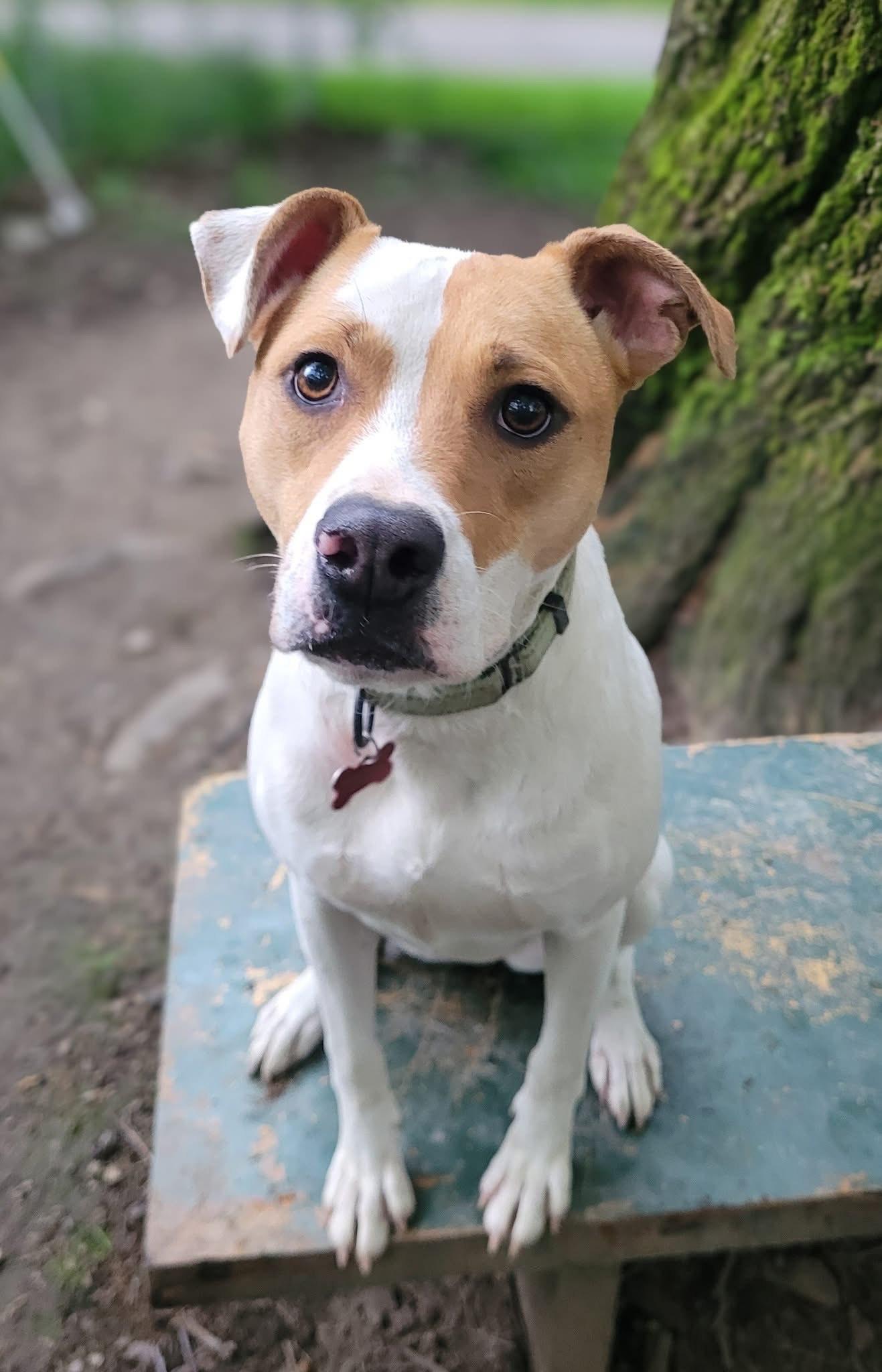 Maggie, an adoptable Feist in Salamanca, NY, 14779 | Photo Image 2