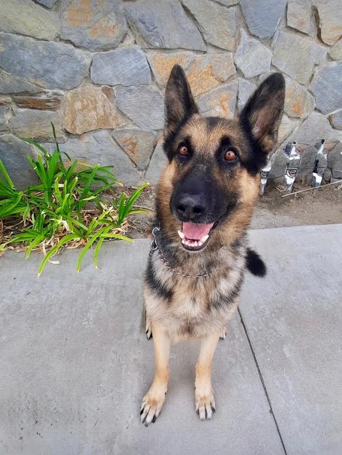 Enlarge Loki, a Adoptable German Shepherd Dog in Irvine, CA image 1/3