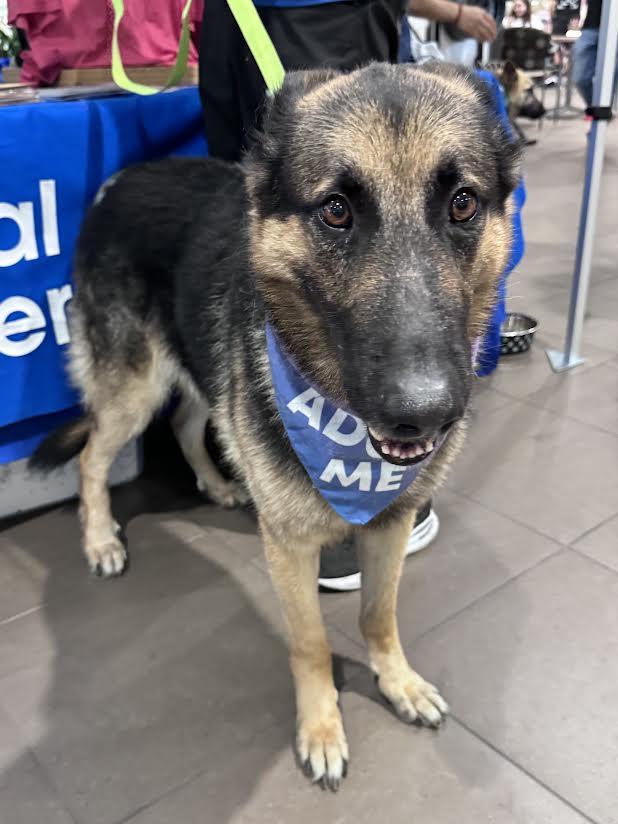 Enlarge Loki, a Adoptable German Shepherd Dog in Irvine, CA image 2/3
