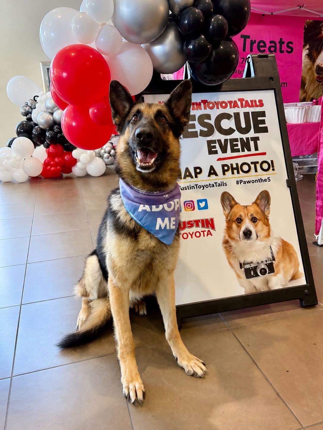 Enlarge Loki, a Adoptable German Shepherd Dog in Irvine, CA image 3/3