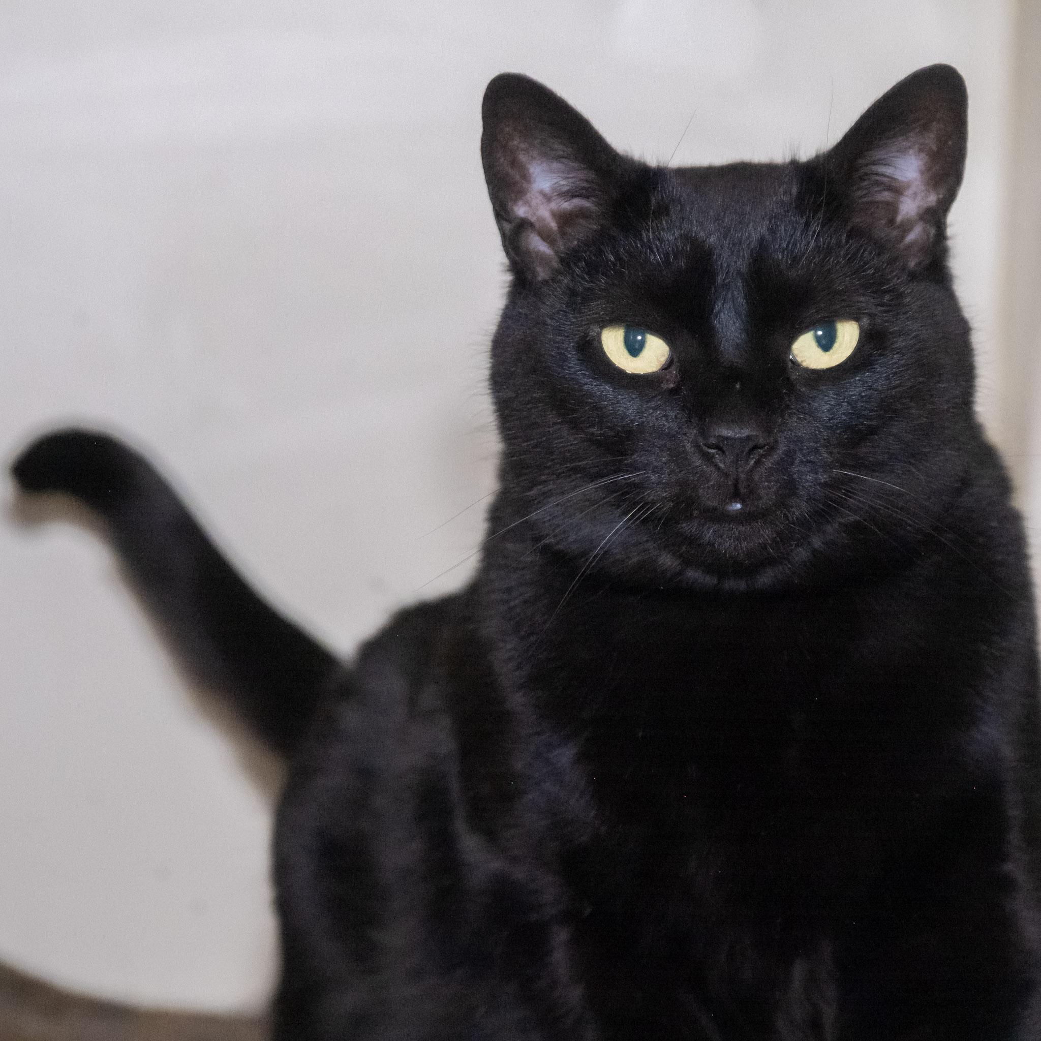 Enlarge Kiki, an adoptable Domestic Short Hair in Victor, NY image 6/6