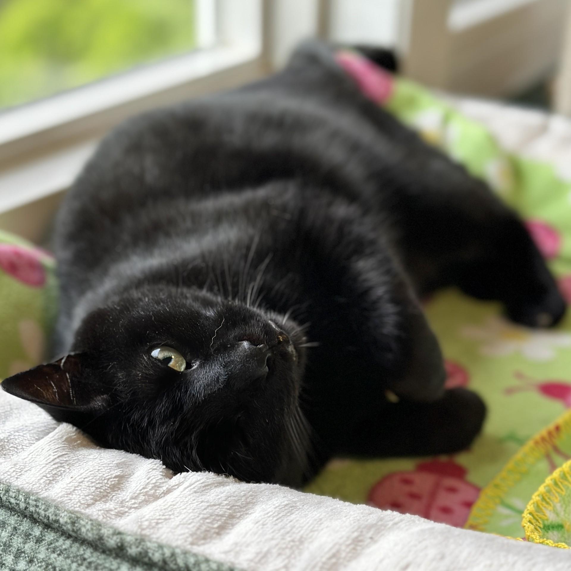 Enlarge Kiki, an adoptable Domestic Short Hair in Victor, NY image 4/6