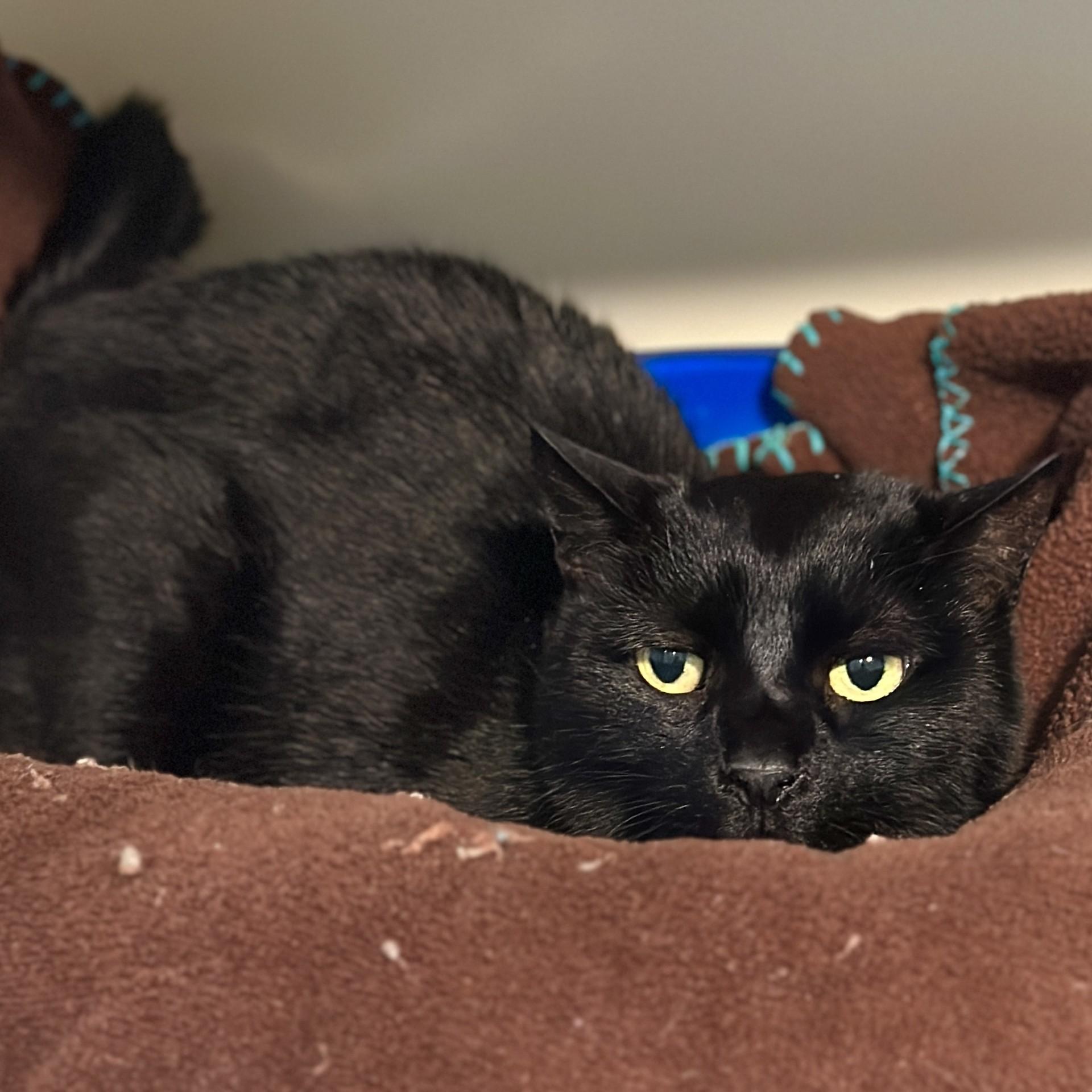 Enlarge Kiki, a ADOPTABLE Domestic Short Hair in Victor, NY image 3/3