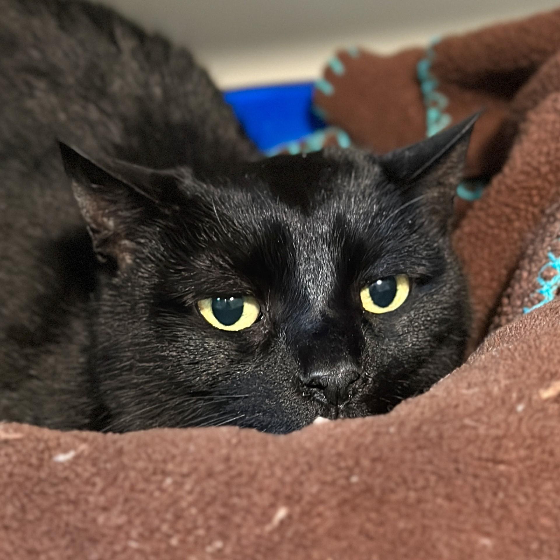 Enlarge Kiki, a ADOPTABLE Domestic Short Hair in Victor, NY image 2/3