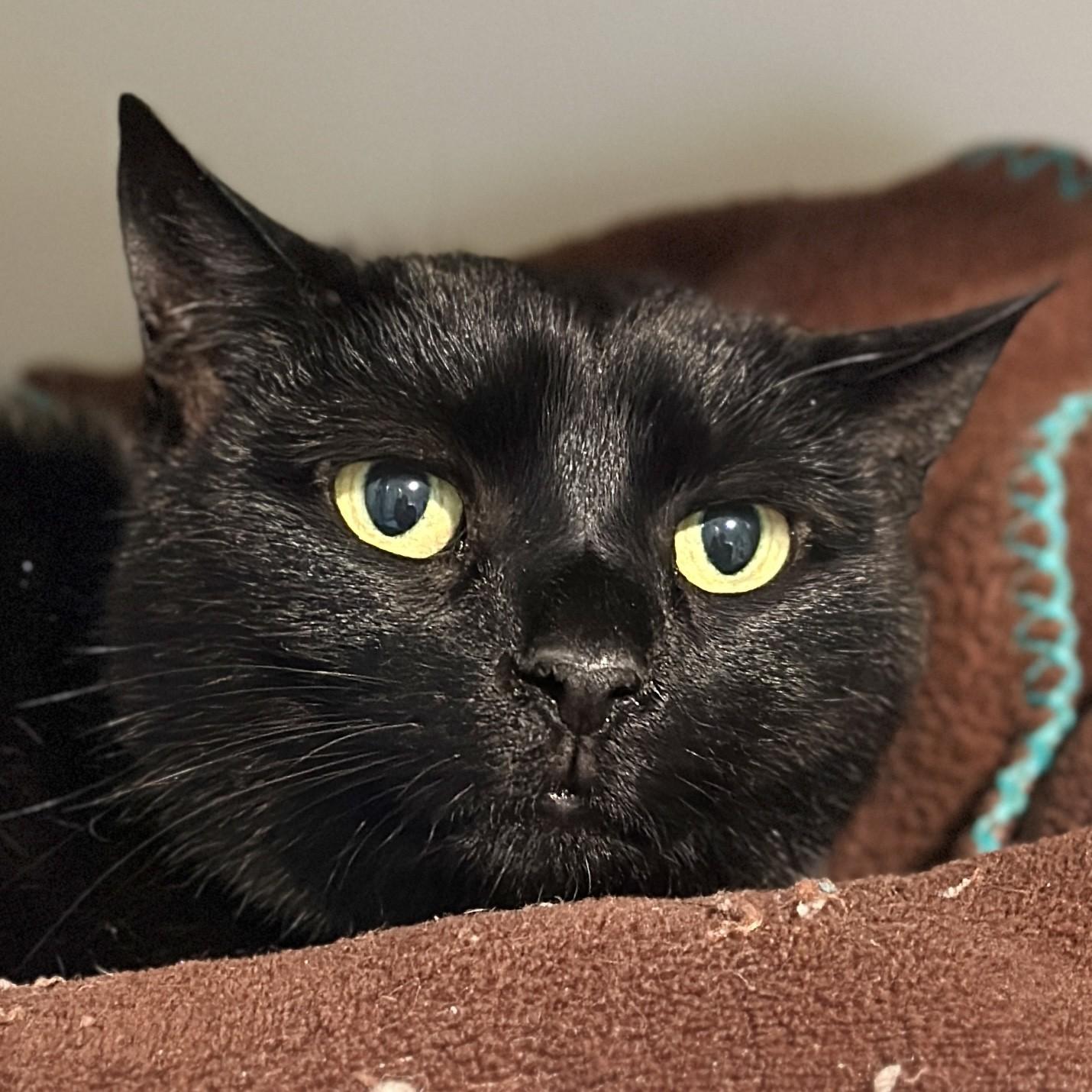 Enlarge Kiki, a ADOPTABLE Domestic Short Hair in Victor, NY image 1/3