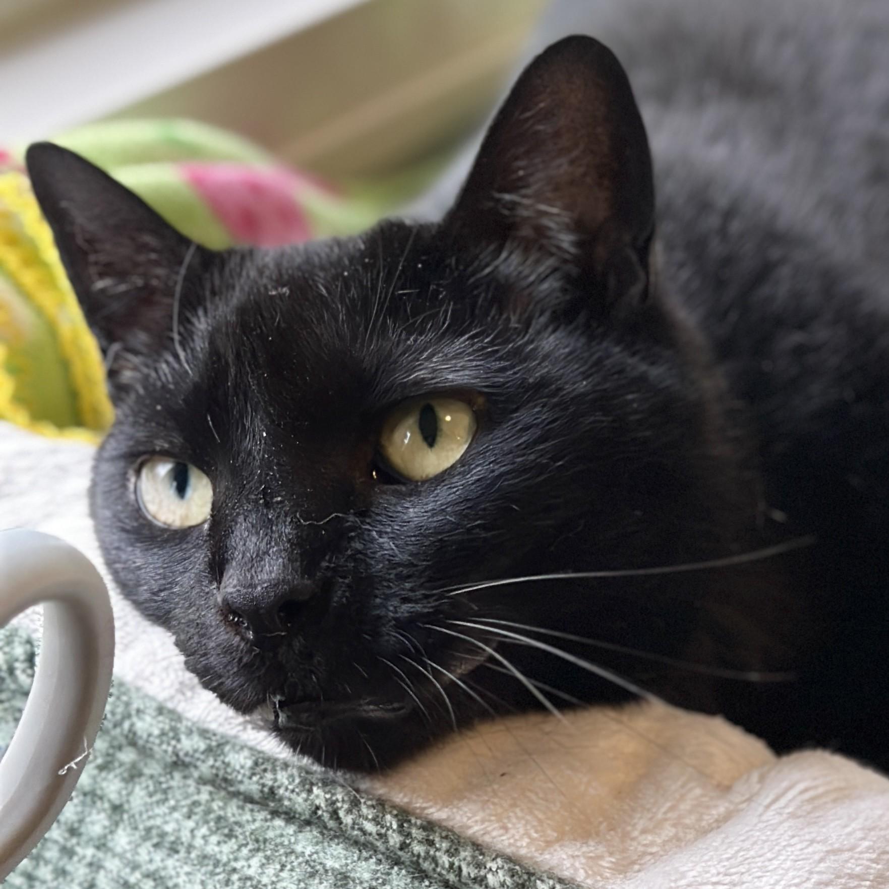 Kiki, adoptable, Adult Female Domestic Short Hair.
