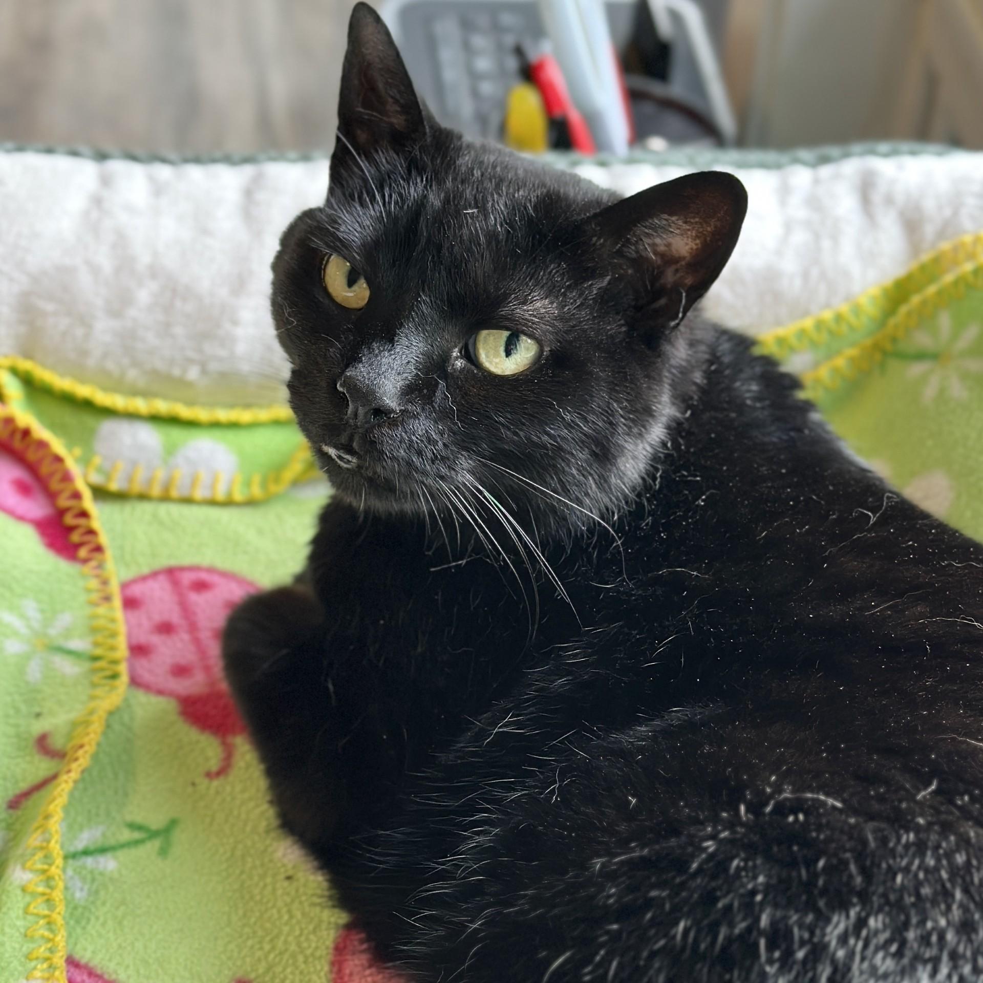 Enlarge Kiki, an adoptable Domestic Short Hair in Victor, NY image 3/6