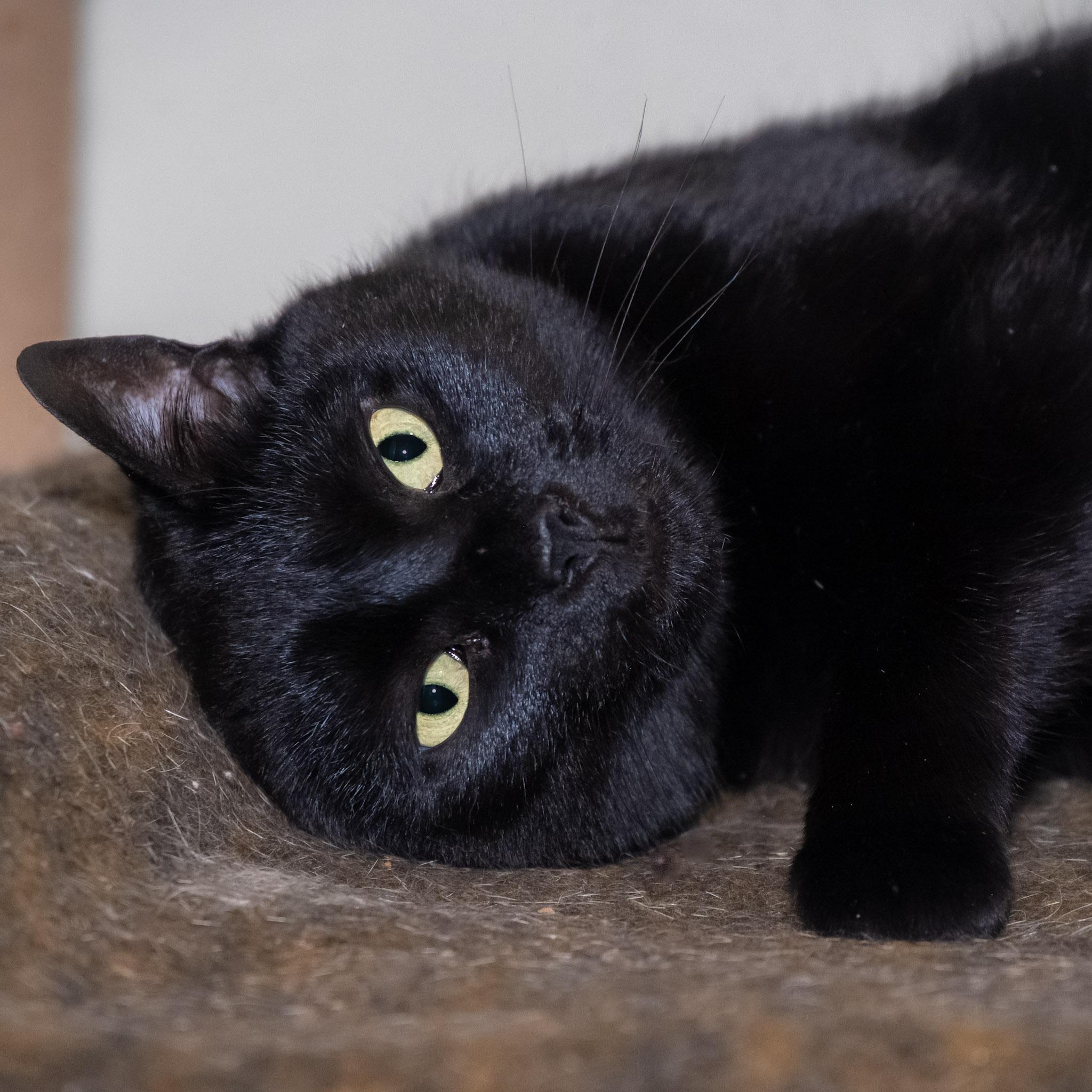 Enlarge Kiki, an adoptable Domestic Short Hair in Victor, NY image 5/6