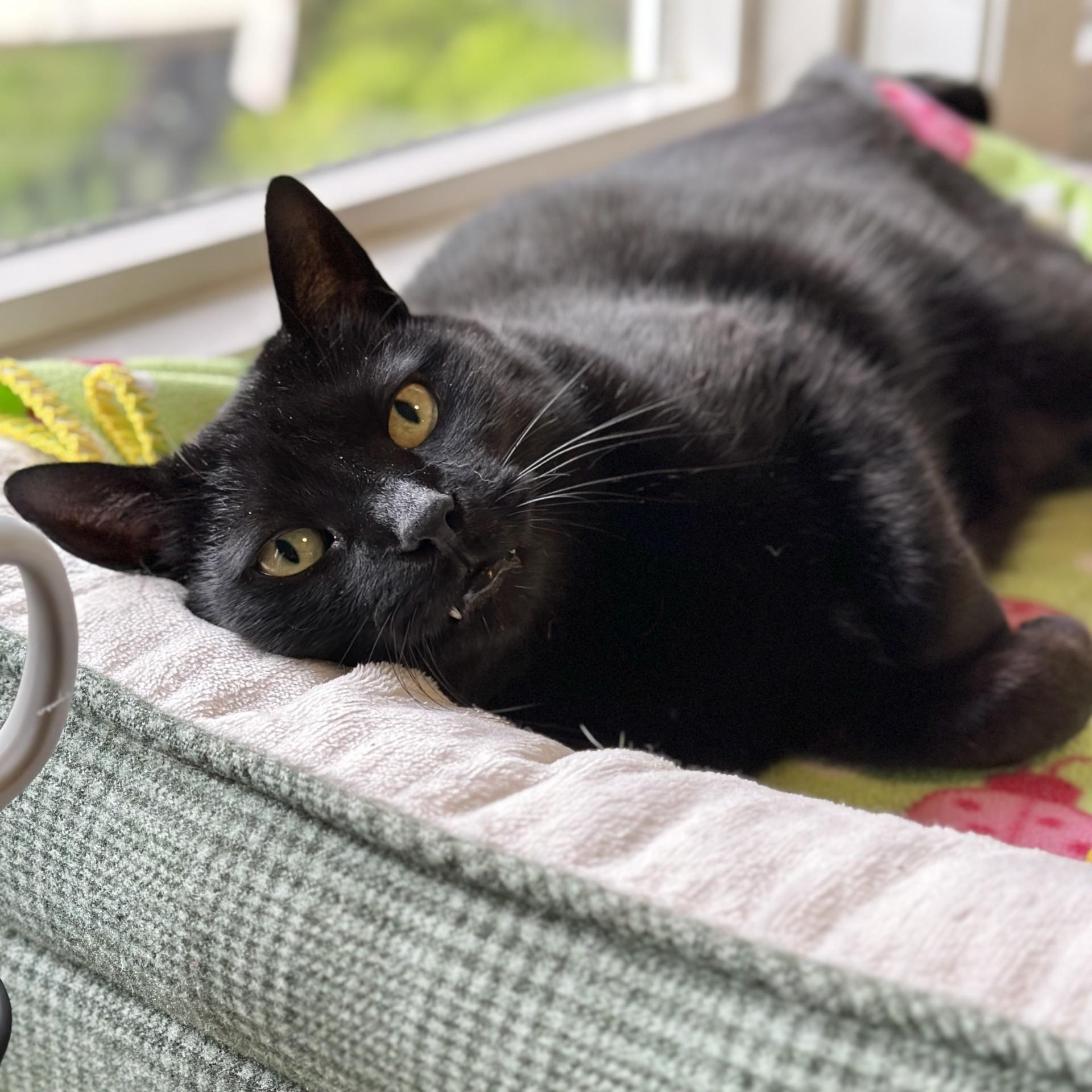 Enlarge Kiki, an adoptable Domestic Short Hair in Victor, NY image 2/6