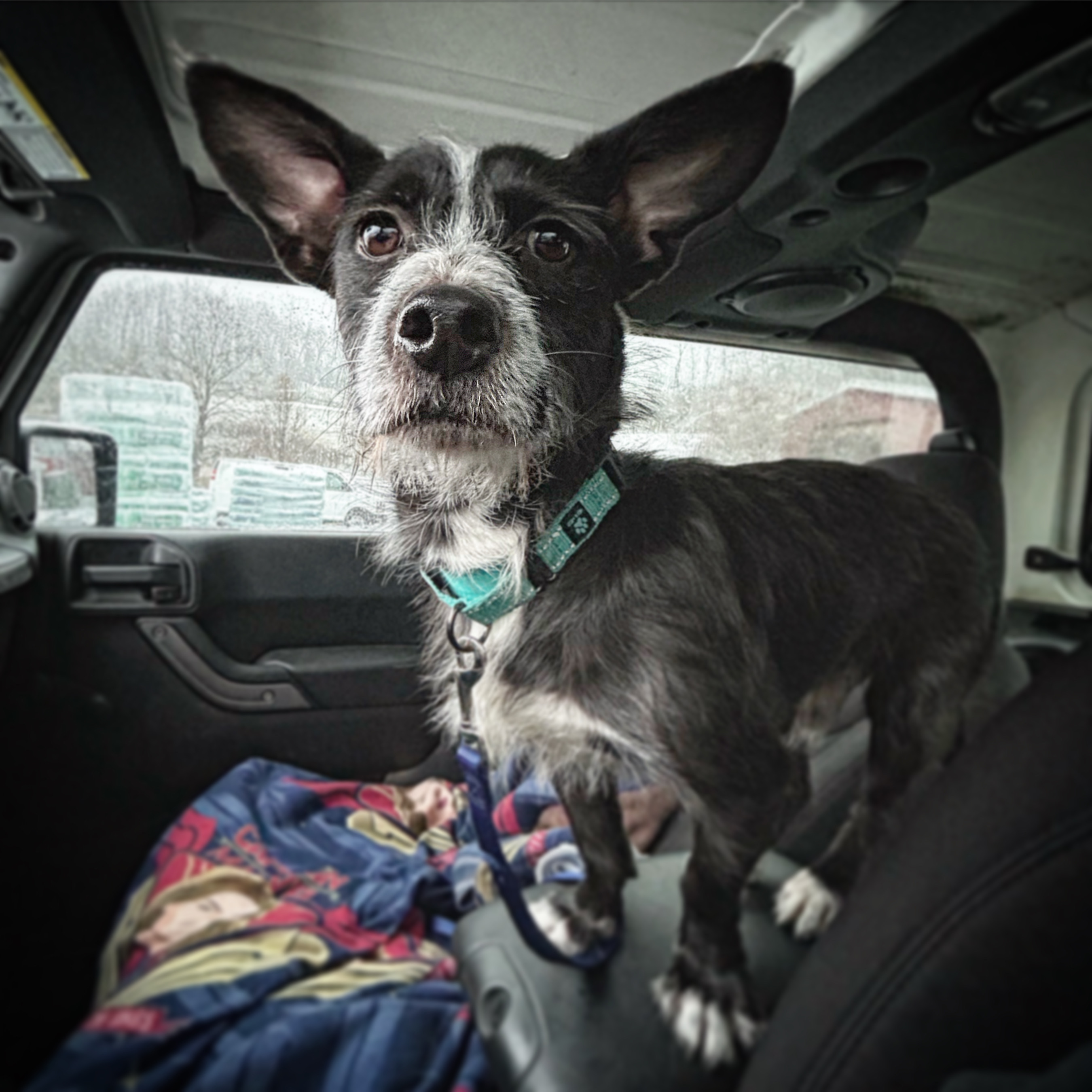 Dog for adoption Eddy, a Wirehaired Terrier Mix in Colebrook, CT