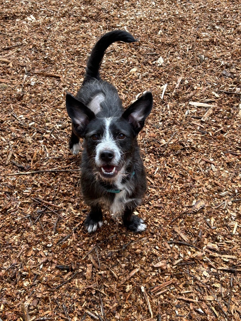 Dog for adoption Eddy, a Wirehaired Terrier Mix in Colebrook, CT