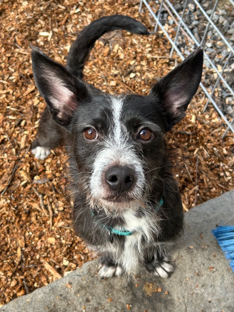Dog for adoption Eddy, a Wirehaired Terrier Mix in Colebrook, CT