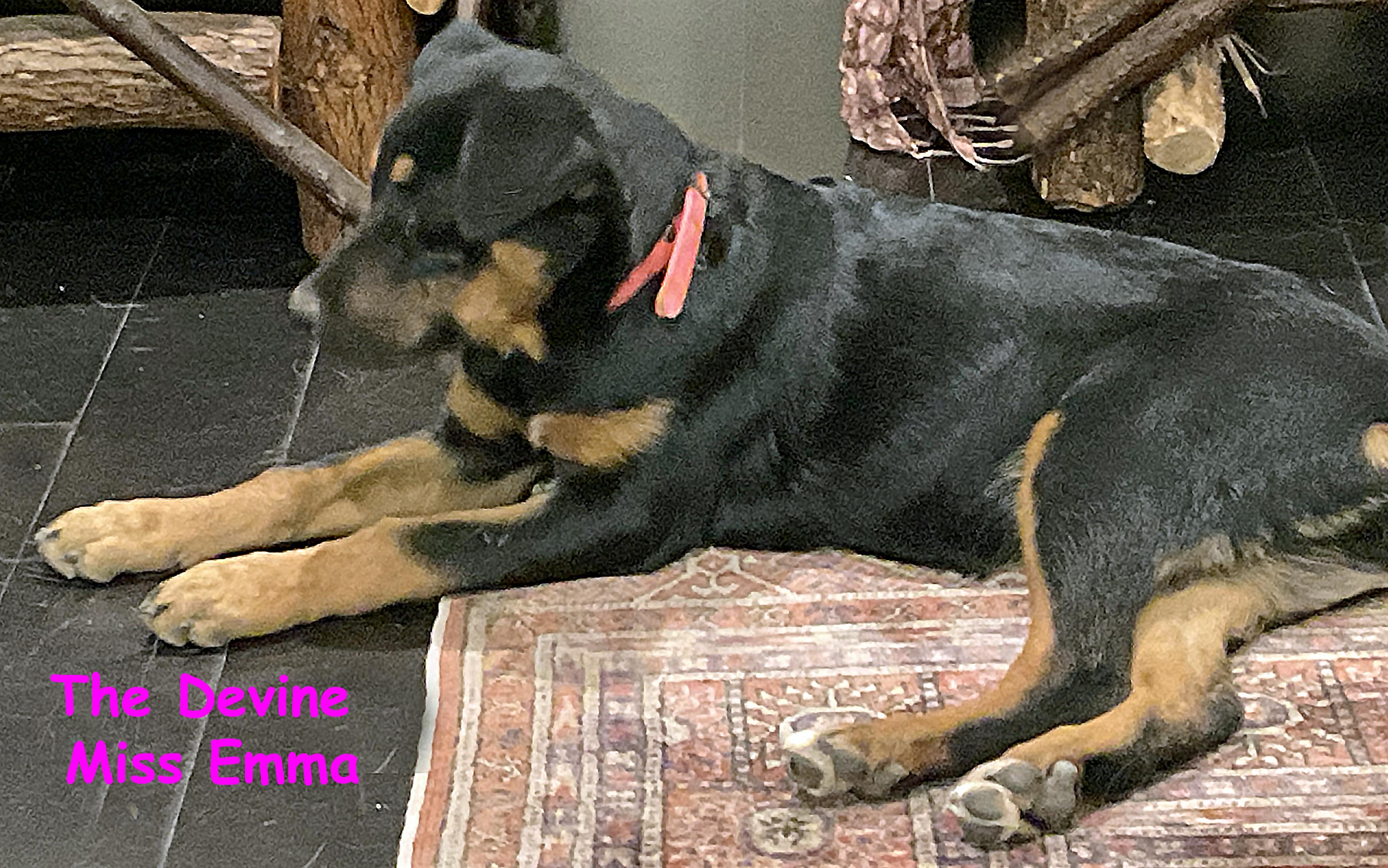 Emma, an adoptable Australian Shepherd, Beauceron in Poway, CA, 92064 | Photo Image 2