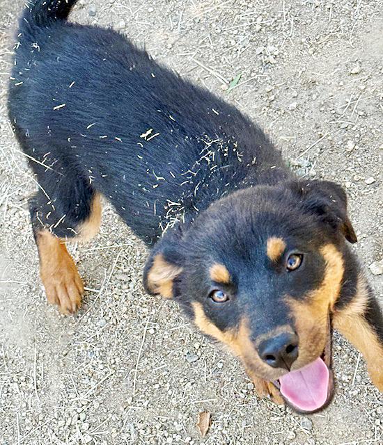 Emma, an adoptable Australian Shepherd, Beauceron in Poway, CA, 92064 | Photo Image 3