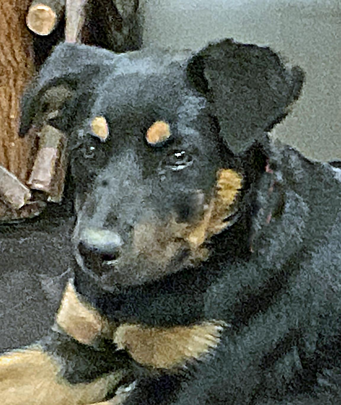 Emma, an adoptable Australian Shepherd, Beauceron in Poway, CA, 92064 | Photo Image 1