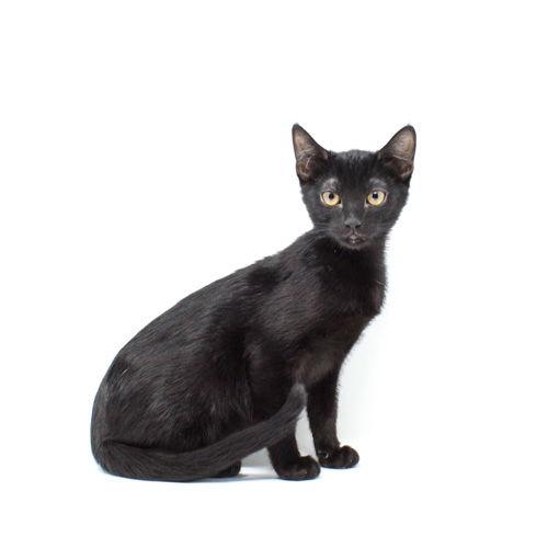 Enlarge Bojangles, a Adoptable Domestic Short Hair in Florence, AZ image 1/1
