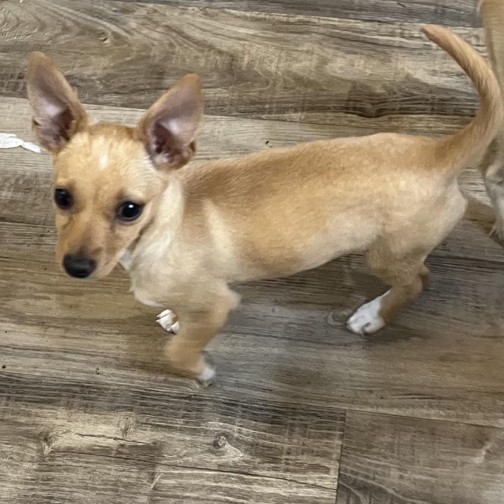 Enlarge Winona, a Adoptable mixed breed in Las Vegas, NV image 1/1