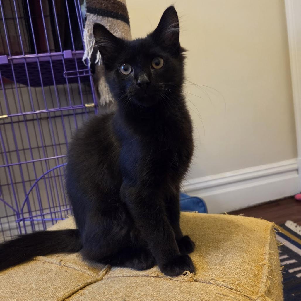 Enlarge Lexapro, a Adoptable Domestic Long Hair in PITTSBURGH, PA image 1/6