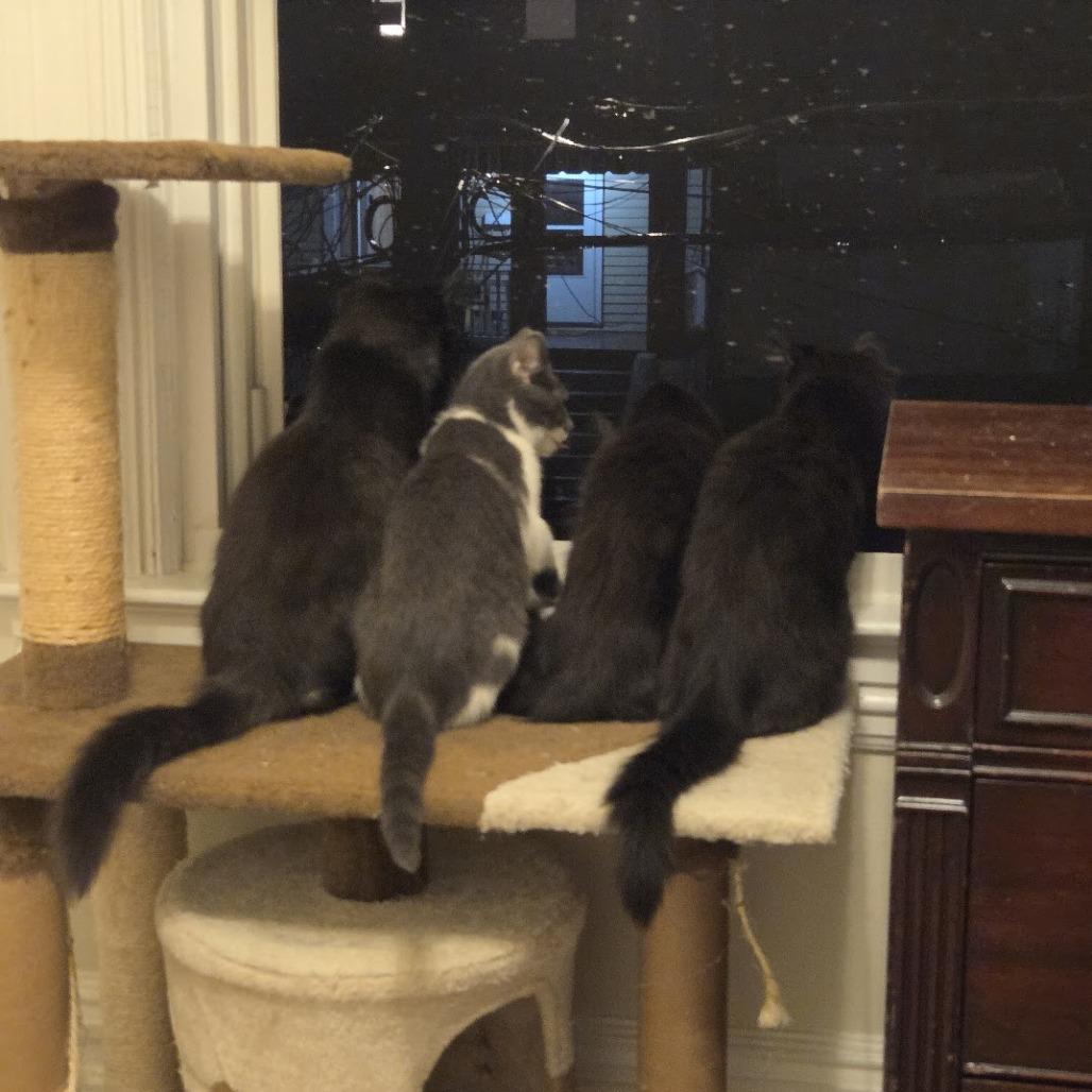 Enlarge Lexapro, a Adoptable Domestic Long Hair in PITTSBURGH, PA image 2/6